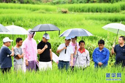 農業專家田間地頭“會診”忙 貴州麻江的農業技術革新之路