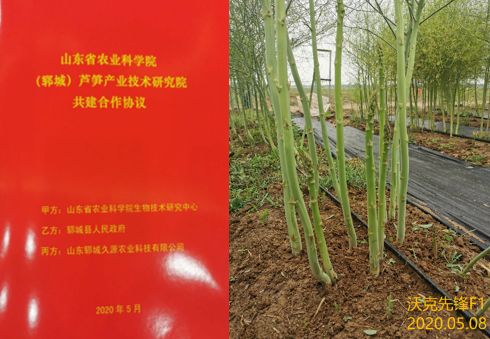 山東省農業科學院蘆筍產業技術研究院成立 農業技術研究的新里程碑