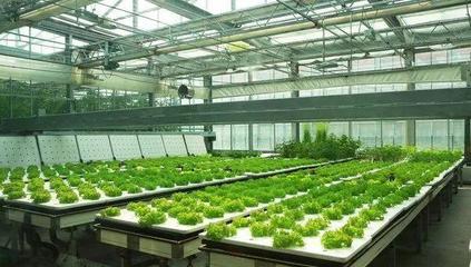 改變“萬物土中生”的新型栽培技術 農業技術的研究
