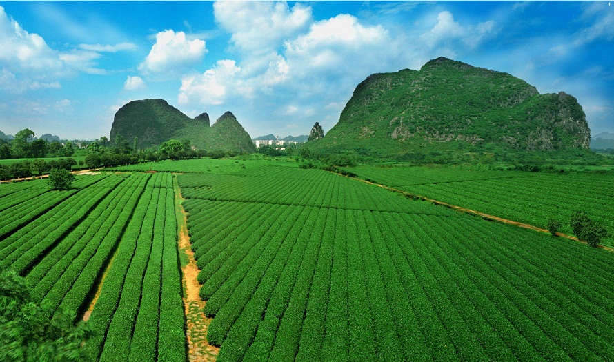 智慧農(nóng)業(yè)賦能桂林茶產(chǎn)業(yè) 精細(xì)化種植引領(lǐng)技術(shù)革新