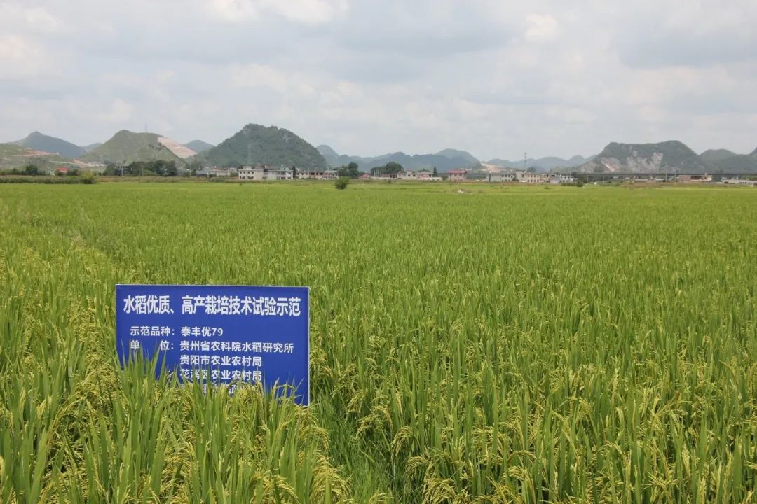 科技下鄉(xiāng)·城鄉(xiāng)融合 省農(nóng)業(yè)農(nóng)村廳十條新舉措賦能貴安新區(qū)統(tǒng)籌發(fā)展“試驗(yàn)田”