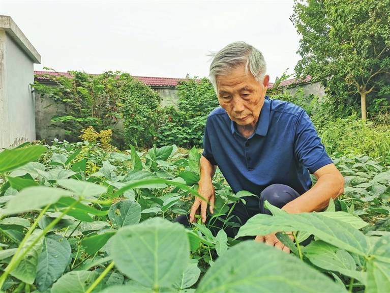 為了豆菽的清香——記仙桃市九合垸原種場(chǎng)農(nóng)技推廣研究員唐崇偉
