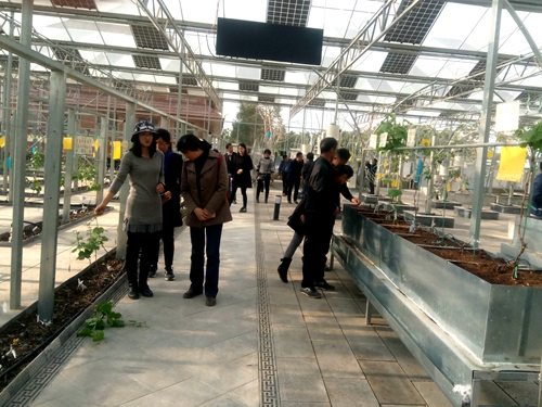 科技入田促發(fā)展 記昆明市農(nóng)科院赴賓川人參果栽培技術(shù)指導(dǎo)與交流
